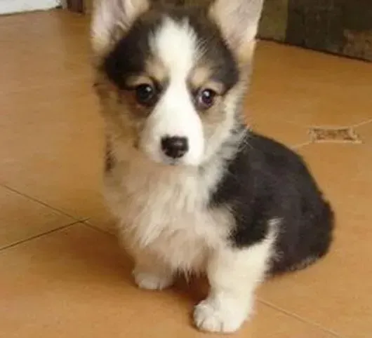 柯基犬|常识大百科 照顾柯基犬期间存在哪些“对”与“错”