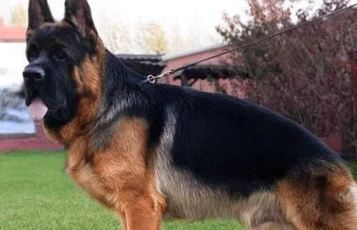 德国牧羊犬|家有德国牧羊犬应该怎样进行装修