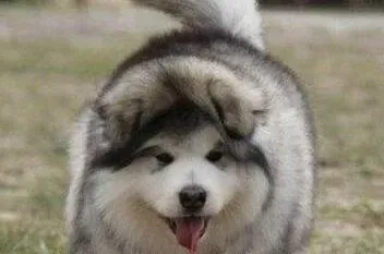 阿拉斯加犬|阿拉斯加犬突然站不起来，后腿无力是什么情况