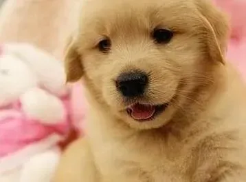金毛|金毛犬便便上有粘膜是怎么了