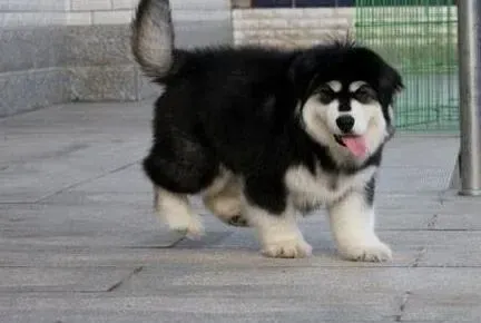 阿拉斯加犬|育肥阿拉斯加雪橇犬的饲养管理工作怎样做