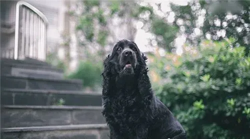 英国可卡犬吃什么狗粮 根据狗狗的口味来选择 | 英国可卡犬