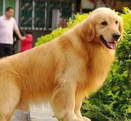 金毛|金毛犬需要必备哪些生活用品