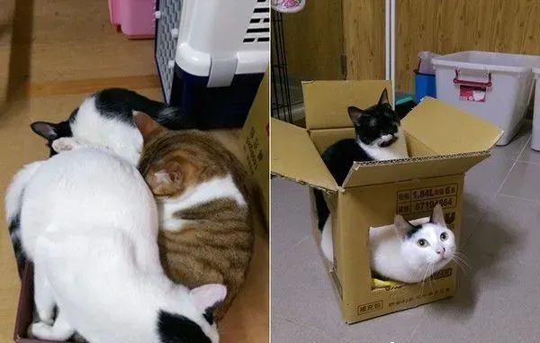 满屋子的纸箱城堡 猫主子们超爱这些宝物 | 猫
