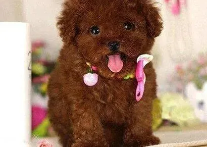 泰迪犬|如何预防冬季给泰迪犬洗澡感冒