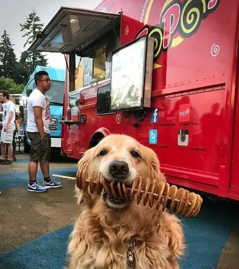 萌犬叼着热狗堡配合主人拍照 超乖巧的模样萌翻天 | 狗
