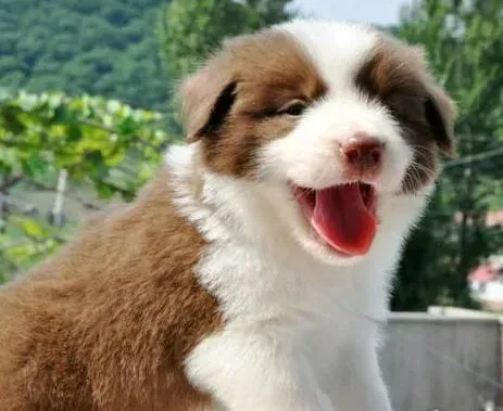 边境牧羊犬|边境牧羊犬吃完就吐应该怎样治疗