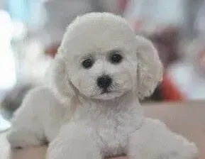 贵宾犬|贵宾犬最近没精神嗜睡是不是病了