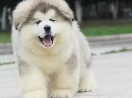 阿拉斯加犬|清洁的环境对阿拉斯加雪橇犬的影响