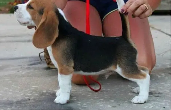 比格犬|给比格犬零食吃要注意分寸
