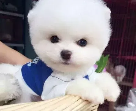博美犬|博美犬的吠叫应该如何理解