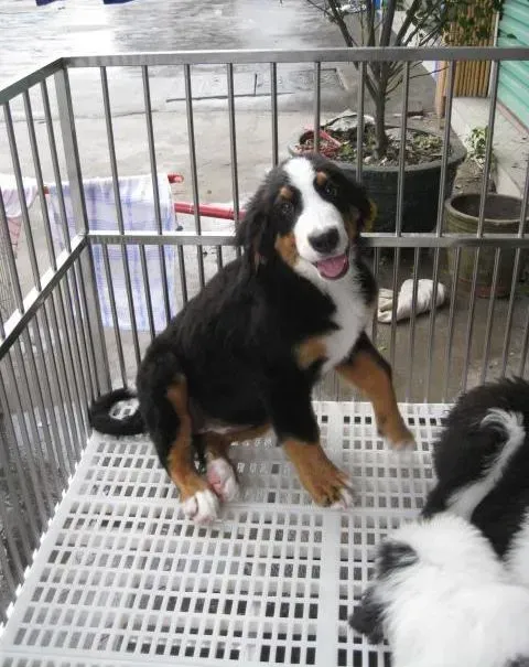 伯恩山犬|怎样训练伯恩山犬才能保证它成为一个乖巧的孩子