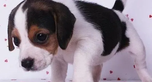 比格犬|与比格犬郊游有哪些需要注意的原则