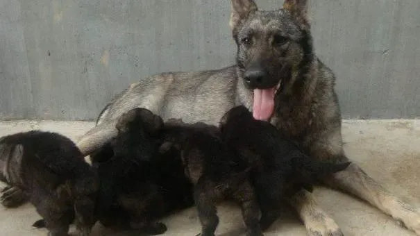 昆明犬|昆明犬的生产过程以及产前征兆