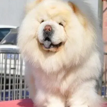 松狮犬|松狮犬拉肚子带血是什么情况