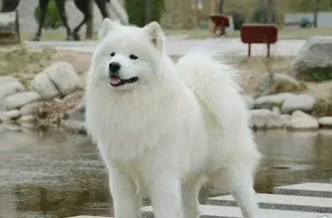 萨摩耶|萨摩耶真菌感染可以根治么