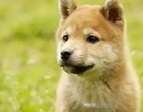 秋田犬|教你的秋田犬学会使用家中的马桶排泄