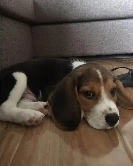 比格犬|什么原因导致比格犬总抽筋