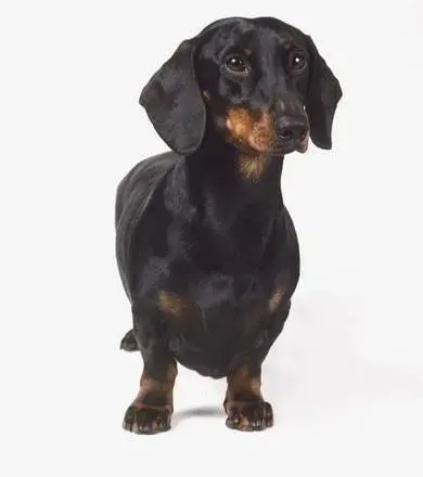 腊肠犬|腊肠驱虫后不吃饭，不喝水是正常现象吗