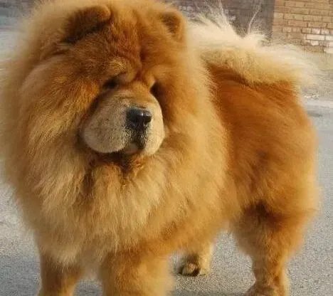 松狮犬|引起松狮犬抽筋的原因有哪些