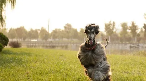 阿富汗猎犬吃啥狗粮 给狗所需的均衡营养 | 阿富汗猎犬