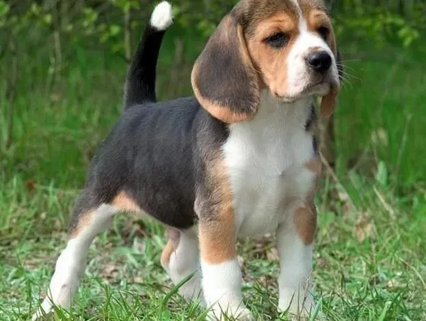 比格犬|如何饲养比格犬？一天喂几次才最正确