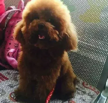 贵宾犬|鸭肉混合牛肉可以一同喂给贵宾犬食用吗