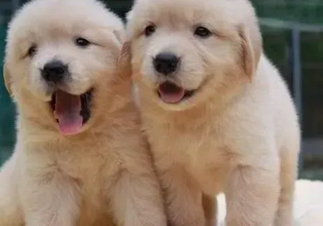 金毛|金毛犬呕吐物中带有血丝是哪里出了问题