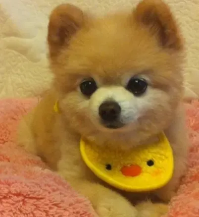 博美犬幼犬狗粮 博美幼犬吃哪种狗粮比较好 | 博美
