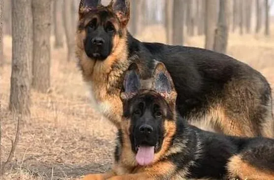 德国牧羊犬|狗狗饲养答疑 德国牧羊犬为何也吃草