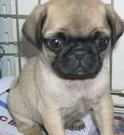 巴哥犬|巴哥犬流清鼻涕是感冒了吗 怎么办