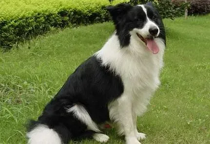 边境牧羊犬|如何改掉边境牧羊犬坏脾气 瞬间成为乖巧好宝宝