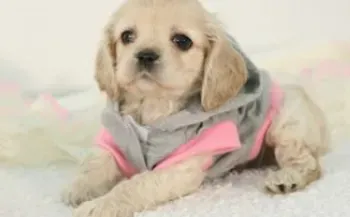 可卡犬|可卡犬的日常生活离不开水