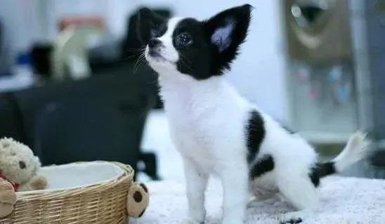 蝴蝶犬|生活小教育 怎样让蝴蝶犬身体越来越好