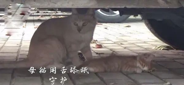 小猫躺车底下一动也不动 究竟是怎么回事？ | 猫