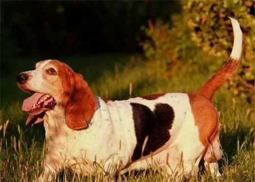 巴吉度猎犬吃什么 巴吉度喂食注意事项 | 巴吉度猎犬