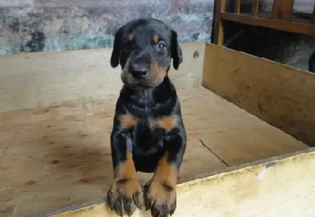 杜宾犬|杜宾犬嘴角有皮屑发红是什么皮肤病