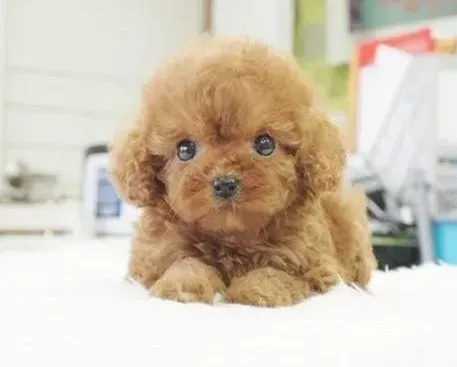 泰迪犬|少数人知道的训练宝典 训练泰迪犬的技巧和手段