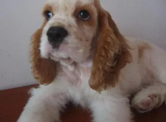 可卡犬|可卡犬产后皮肤瘙痒，掉毛严重是怎么回事