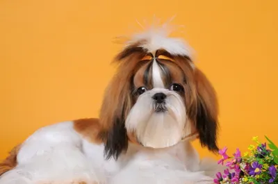 西施犬能长多大 该犬体型比较小 | 西施犬