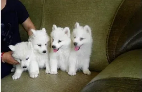 银狐犬|银狐犬干呕，不吃东西是怎么个情况