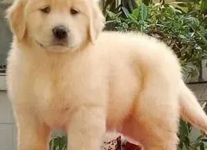金毛|孕妇饲养金毛狗狗需要遵守三大纪律