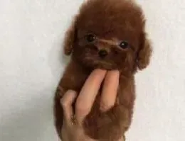泰迪犬|教你选择一个合泰迪犬心意的玩具