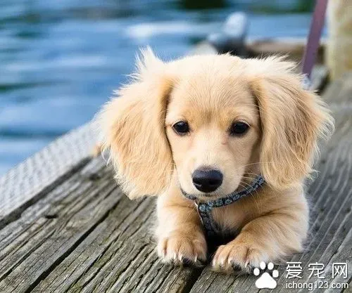 宠物狗训练教程 了解到引导再到鼓励 | 训练教程