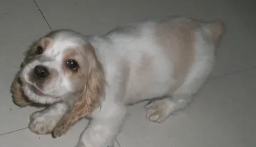 美国可卡犬怎么样 可卡犬易于服从忠实主人 | 美国可卡犬