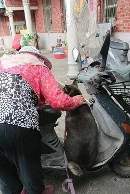 阿嬷抵不住金孙塞乃亲手喂肉 宠孙程度百分百 | 狗