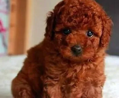 泰迪犬|泰迪犬肥胖症要经过哪几个阶段