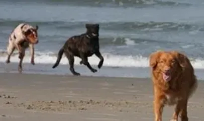 新斯科舍猎鸭寻猎犬怎么训练 掌握技巧 | 新斯科舍猎鸭寻猎犬