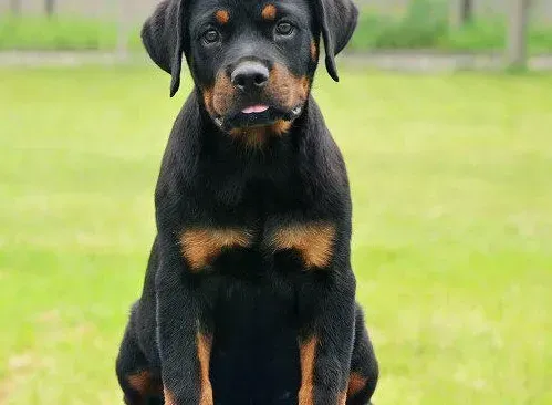 罗威纳犬|罗威纳犬得了耳螨会有什么症状
