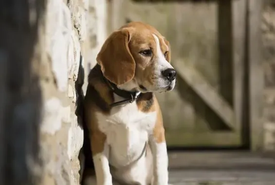 比格犬怎么训练上厕所 训练比格犬定点上厕所 | 比格犬